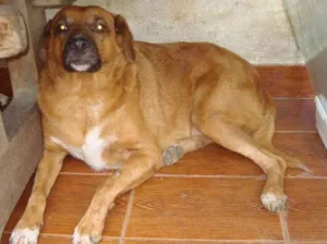 Cachorro raça SRD idade 4 anos nome Caramelo