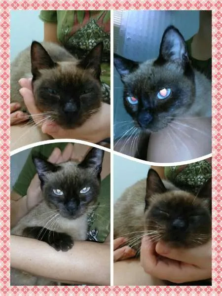 Gato ra a idade 7 a 11 meses nome Mel