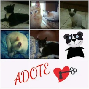 Gato raça comum idade 7 a 11 meses nome Quinteto