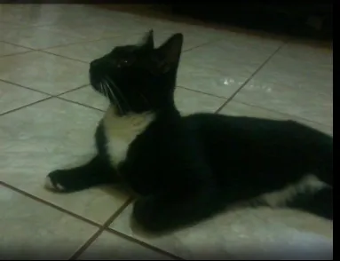 Gato ra a comum idade 7 a 11 meses nome Quinteto