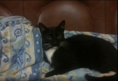 Gato ra a comum idade 7 a 11 meses nome Quinteto
