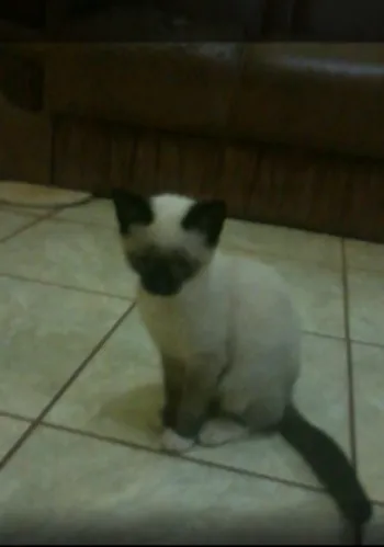 Gato ra a comum idade 7 a 11 meses nome Quinteto
