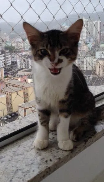 Gato ra a Sem raça definida idade 2 a 6 meses nome Beto 