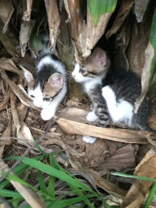 Gato ra a Indefinida idade 2 a 6 meses nome Sem nome