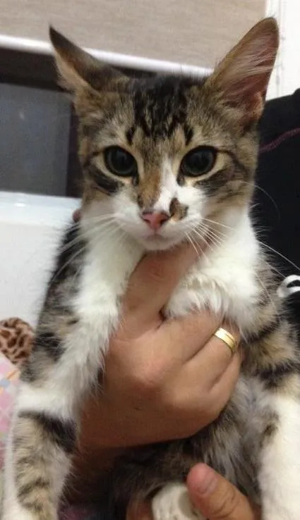Gato ra a Sem raça definida idade 2 a 6 meses nome Beto 