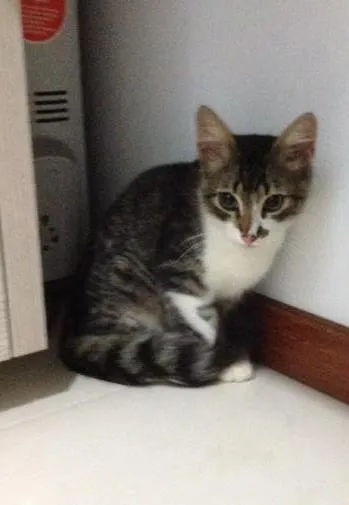 Gato ra a Sem raça definida idade 2 a 6 meses nome Beto 