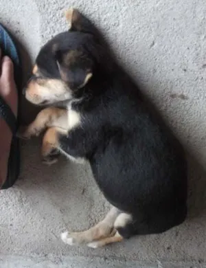 Cachorro raça sem raca definida idade 2 a 6 meses nome filhotes