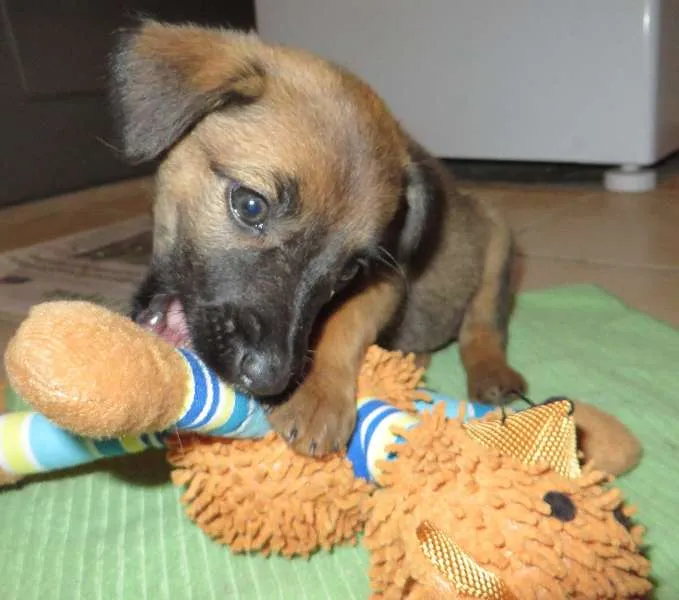 Cachorro ra a SRD idade Abaixo de 2 meses nome Sophia