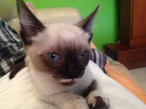 Gato raça Siamês idade Abaixo de 2 meses nome Kiara