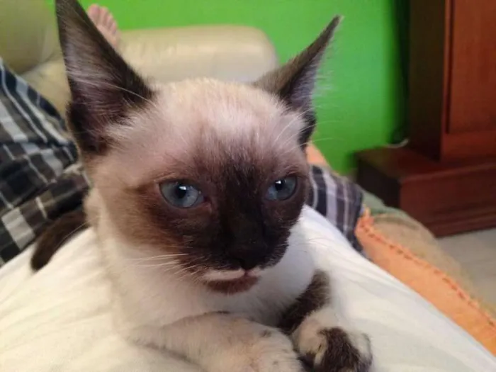 Gato ra a Siamês idade Abaixo de 2 meses nome Kiara