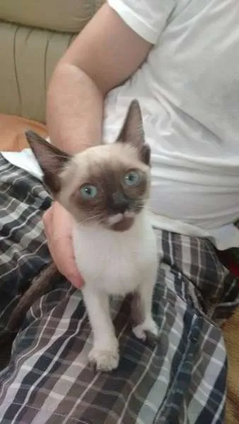 Gato ra a Siamês idade Abaixo de 2 meses nome Kiara