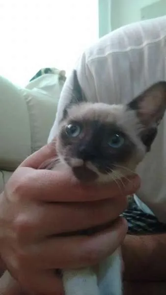 Gato ra a Siamês idade Abaixo de 2 meses nome Kiara