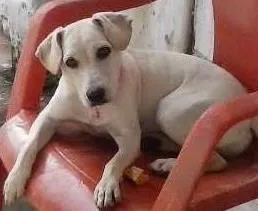 Cachorro raça vira lata idade 7 a 11 meses nome flôr