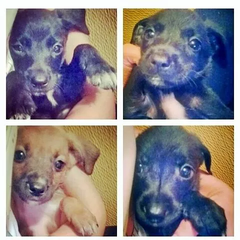 Cachorro ra a SRD idade 2 a 6 meses nome Sem nome