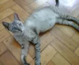 Filó