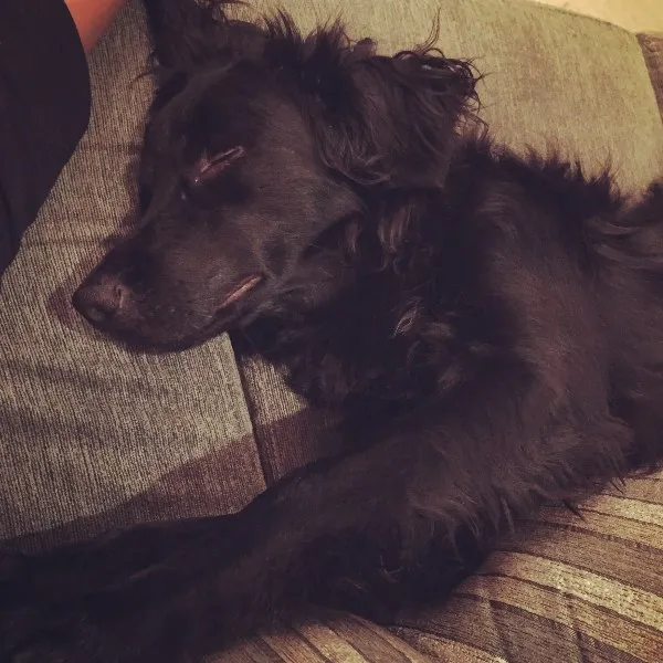 Cachorro ra a SRD idade 1 ano nome Luke