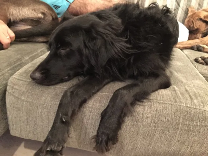 Cachorro ra a SRD idade 1 ano nome Luke