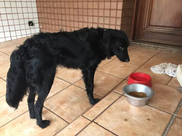 Cachorro ra a SRD idade 1 ano nome Luke