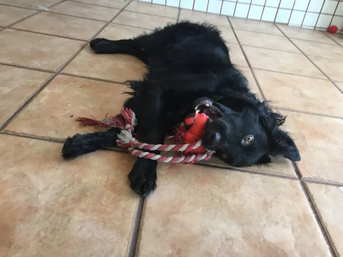 Cachorro ra a SRD idade 1 ano nome Luke