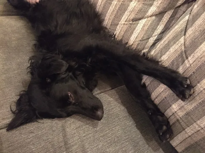 Cachorro ra a SRD idade 1 ano nome Luke