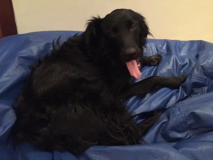 Cachorro ra a SRD idade 1 ano nome Luke