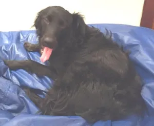 Cachorro raça SRD idade 1 ano nome Luke