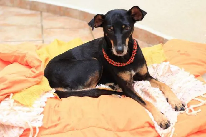 Cachorro ra a SRD idade 4 anos nome Nikita