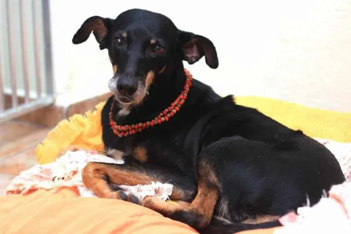 Cachorro ra a SRD idade 4 anos nome Nikita