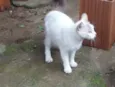 Lala