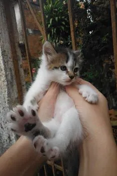 Gato raça SRD idade Abaixo de 2 meses nome Sem nome