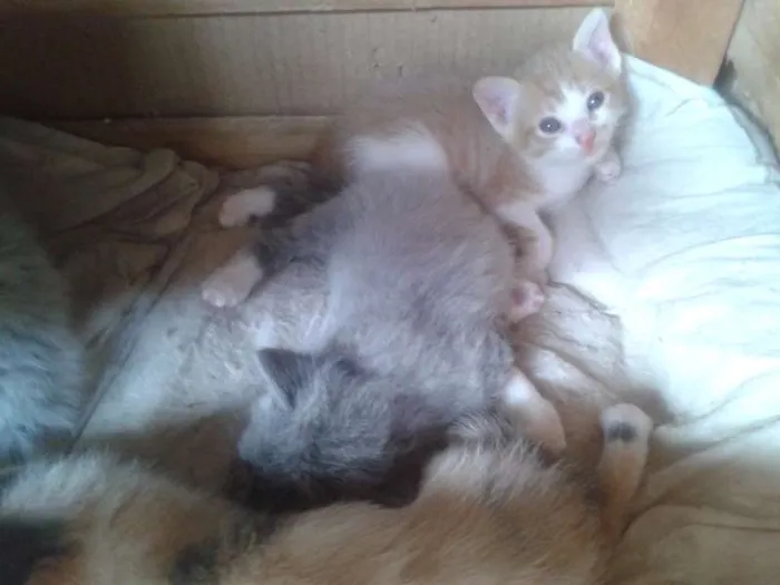 Gato ra a SRD idade 2 a 6 meses nome NAO TEM