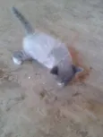 NAO TEM