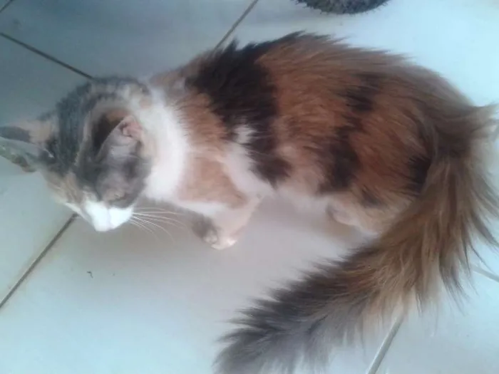 Gato ra a SRD idade 2 a 6 meses nome NAO TEM