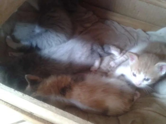 Gato ra a SRD idade 2 a 6 meses nome NAO TEM