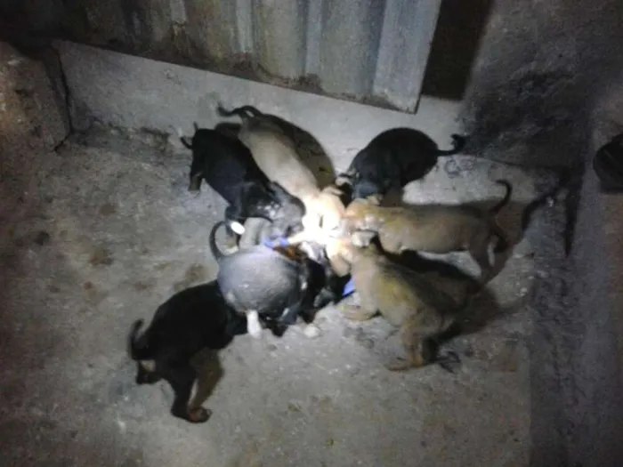 Cachorro raça vira latas idade Abaixo de 2 meses nome ainda nao tem nomes
