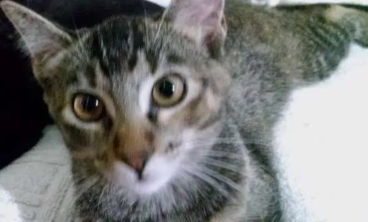 Gato ra a SRD idade 7 a 11 meses nome Menina