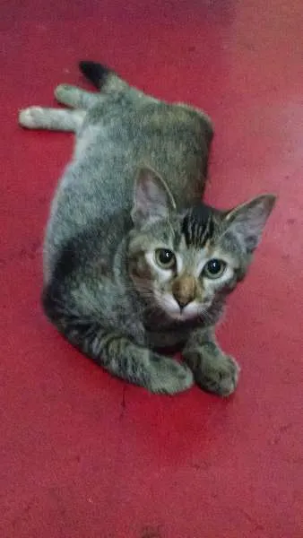Gato ra a SRD idade 7 a 11 meses nome Menina