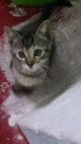 Menina
