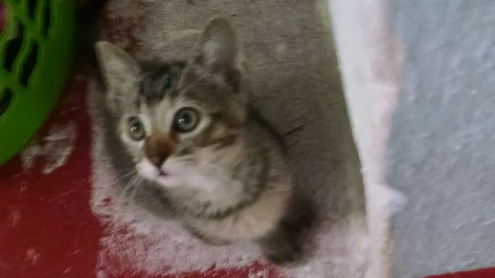Gato ra a SRD idade 7 a 11 meses nome Menina