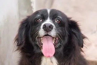 Cachorro ra a SRD idade 6 ou mais anos nome URSA