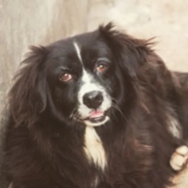 Cachorro ra a SRD idade 6 ou mais anos nome URSA