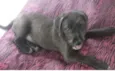 Lila