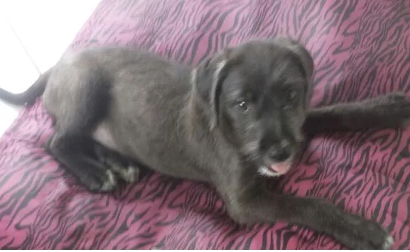 Cachorro ra a SRD idade Abaixo de 2 meses nome Lila