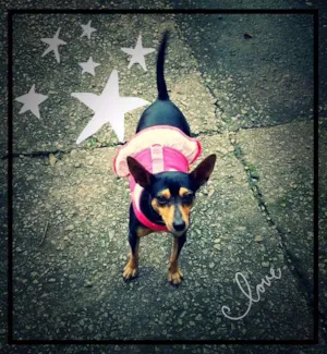 Cachorro raça English Toy Terrier idade 3 anos nome Magrelinha