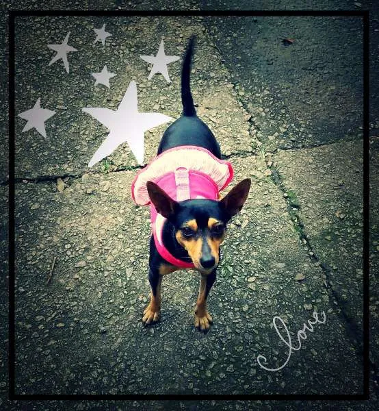 Cachorro ra a English Toy Terrier idade 3 anos nome Magrelinha
