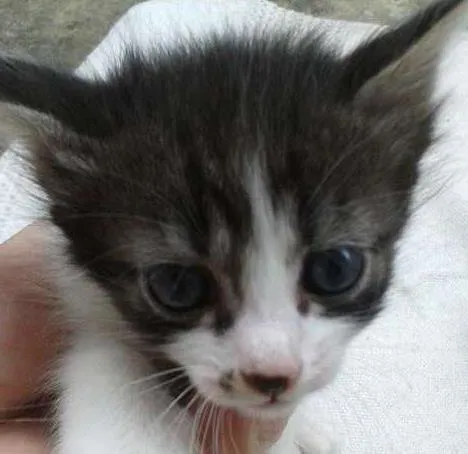 Gato ra a SRD idade 2 a 6 meses nome Fofa