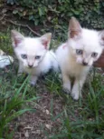 Gatinhas