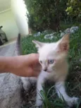 Gatinhas