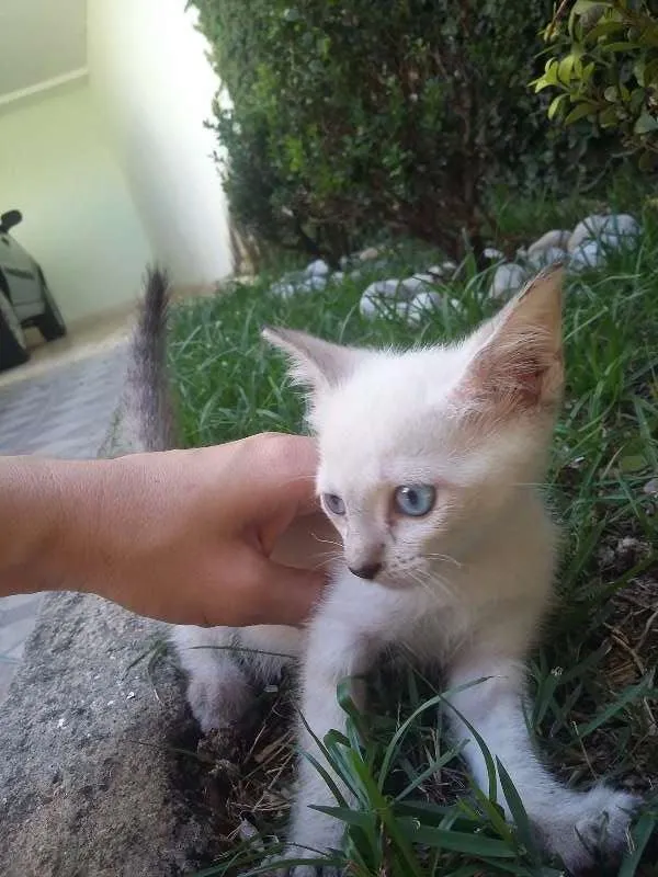 Gato ra a Siamês idade Abaixo de 2 meses nome Gatinhas