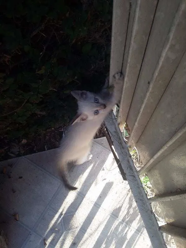 Gato ra a Siamês idade Abaixo de 2 meses nome Gatinhas